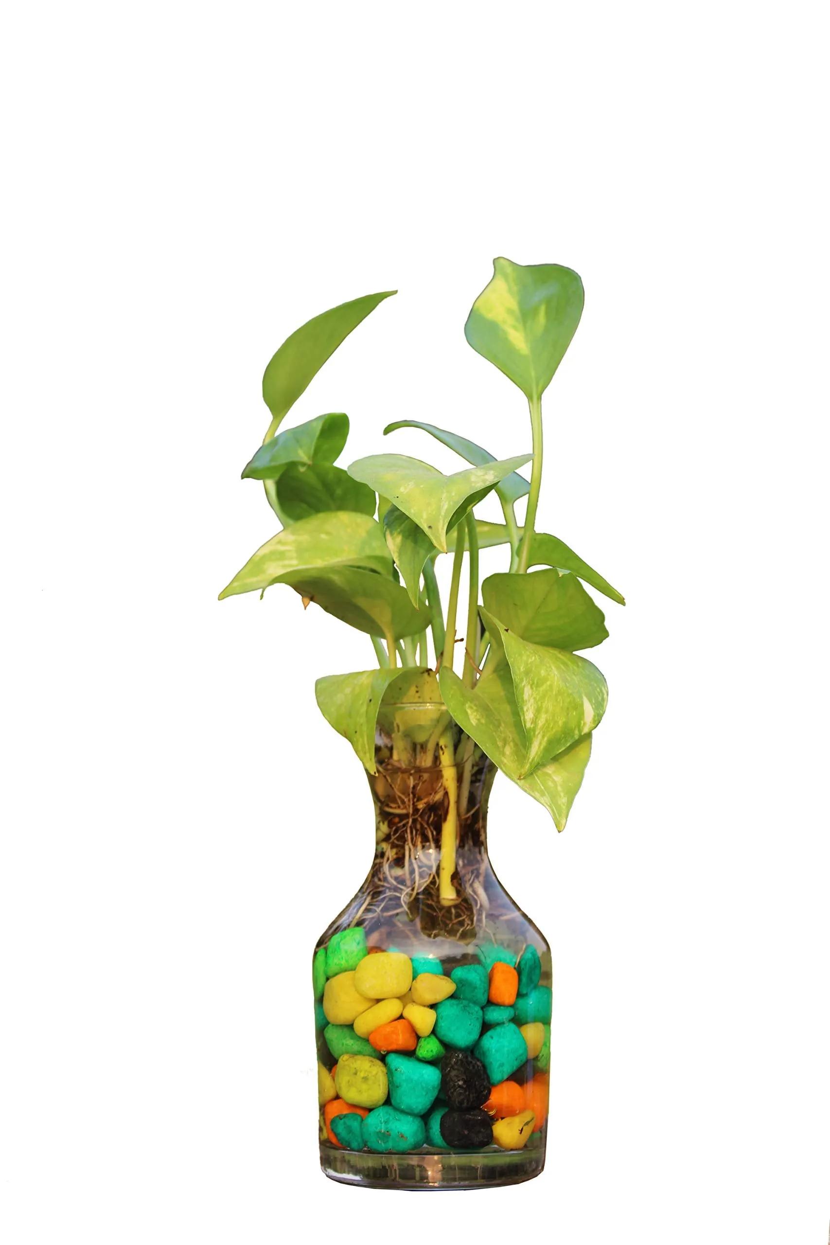 Green Fills Money Plant in Potpourri Glass Vase with Colorful Stones