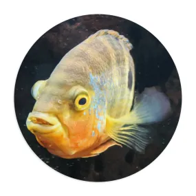 Yellow Orange Fish Mouse Pad